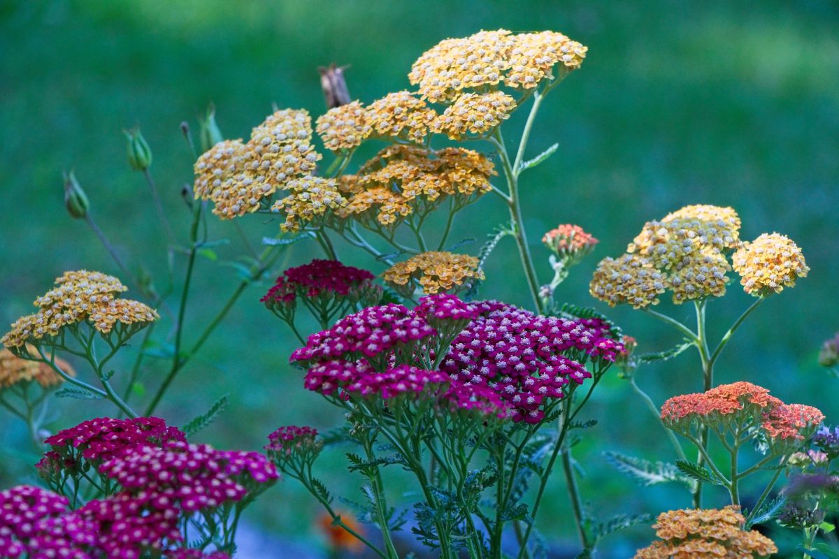 Achillea