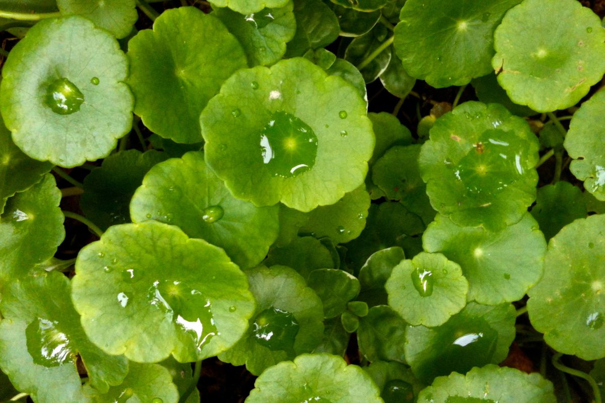 Centella asiatica l’anti-aging vegetale preferito dalla K-beauty