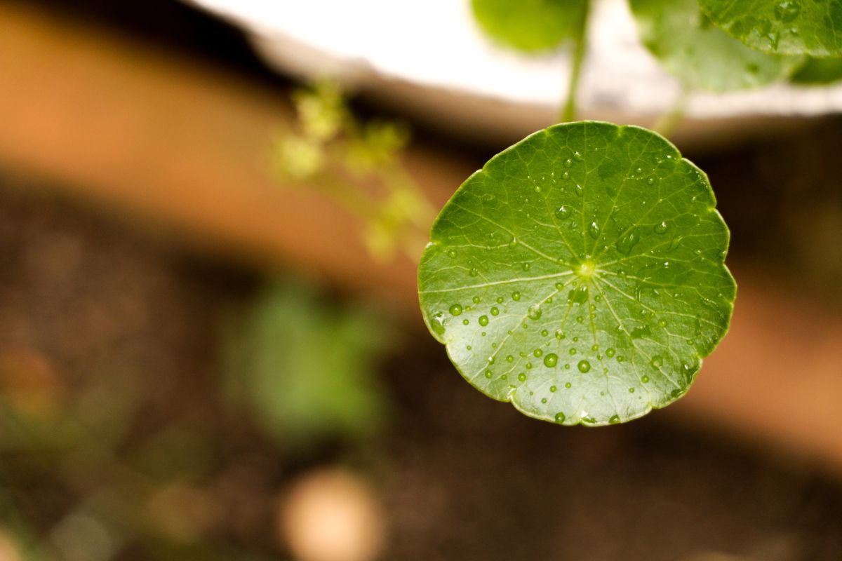 Centella asiatica
