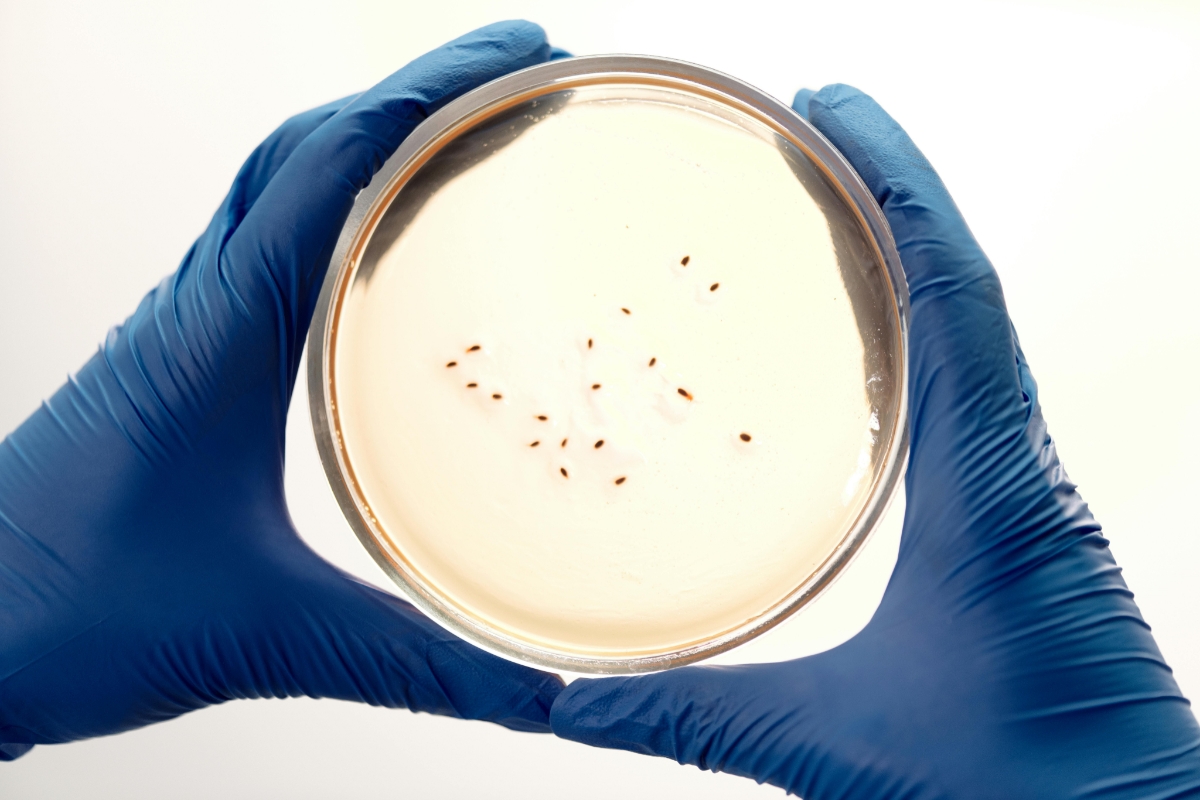 Batteri della Pelle e Microbioma Cutaneo