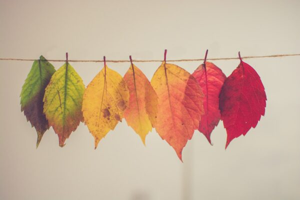 season autumn